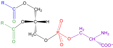 <p>hydroxyl group attaches to the phosphate </p>