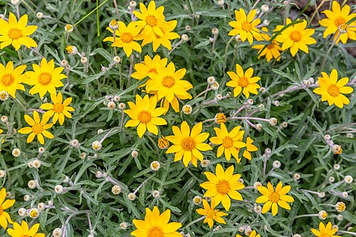 <p>Perennial, woolly herb, with alternate or opposite, narrowly lobed to sometimes entire leaves. Ray flowers, yellow, heads single on long stalks. </p>