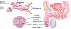 <p>Paired erectile tissue structures on the dorsal penis that engorge with blood during erection.</p>