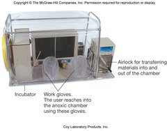 <p>Enclosed box with all O2 removed; sealed gloves let you handle cultures</p>