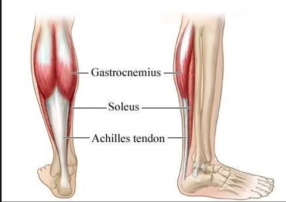<p>muscle in the calf area (kinda in the middle of the lower leg) </p>