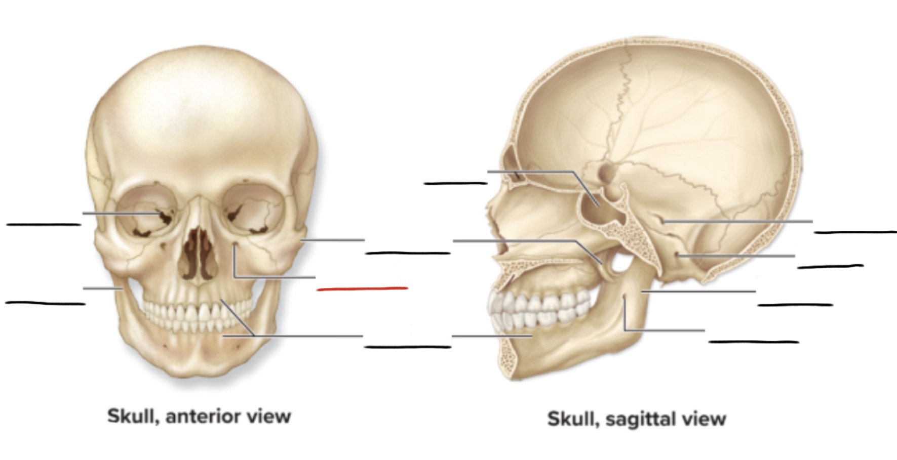 <p><strong>Anatomic Term</strong></p><p>Description</p><p>(General Structure)</p>