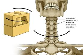 <ul><li><p>classified as uniaxial - rotating bone only turns around its long axis (only rotation)</p></li><li><p>examples</p><ul><li><p>joint between atlas and axis (atlanto-axial joint)</p></li><li><p>proximal radioulnar joint</p></li><li><p>pronation and supination of forearm</p></li></ul></li></ul><p></p>