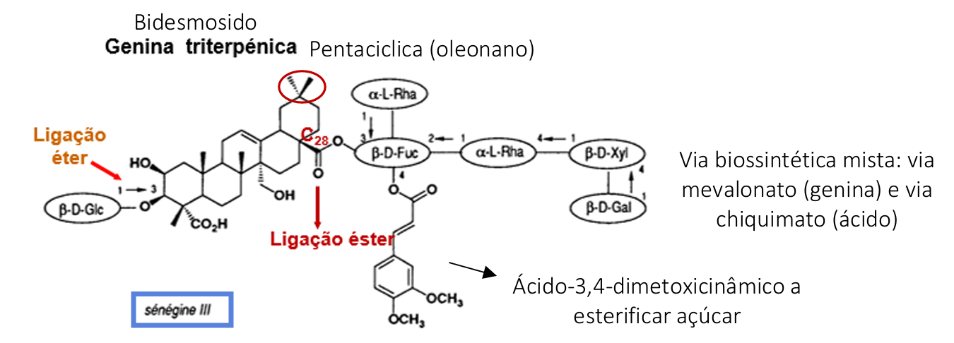 <ul><li><p>Sénega - Polygala senega </p></li><li><p>orgãos subterrâneos </p></li></ul><p></p><p>(saponosido)</p><p></p>