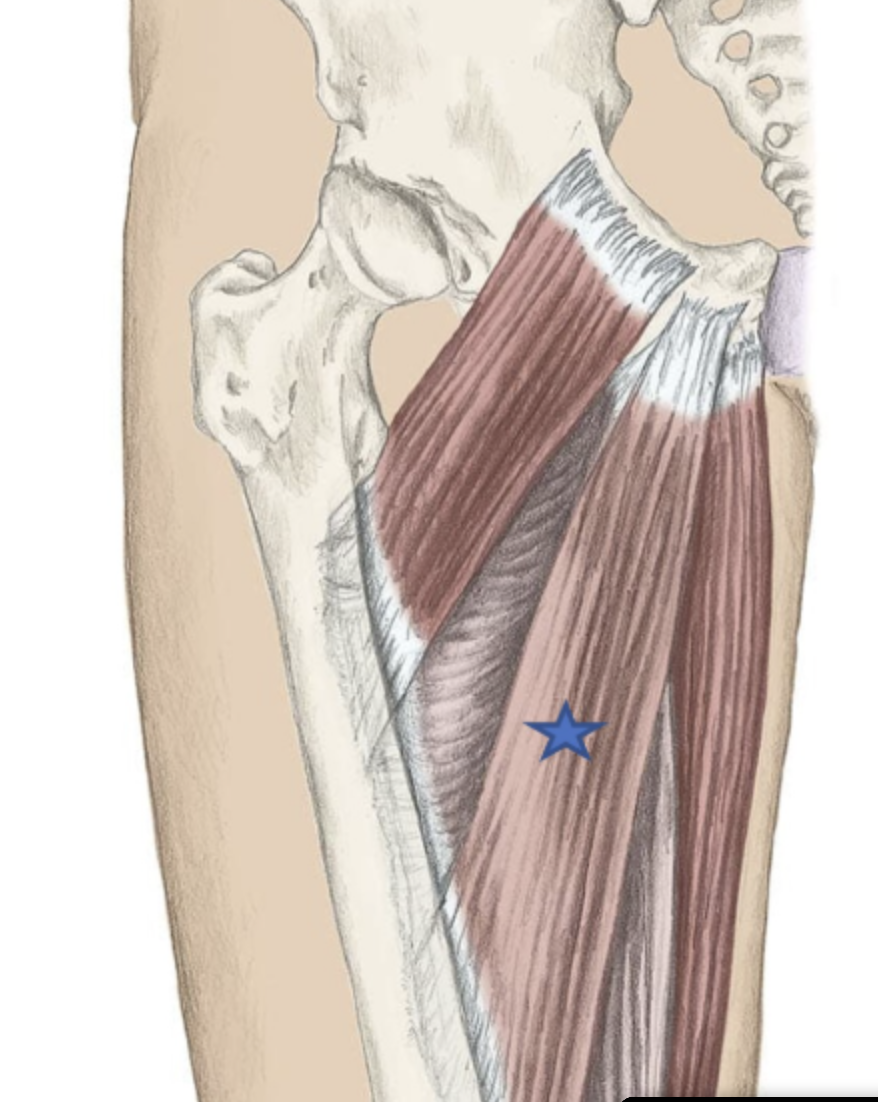 <p><span>From the list of muscles and actions below, identify the "starred" muscle and its primary actions.</span></p>