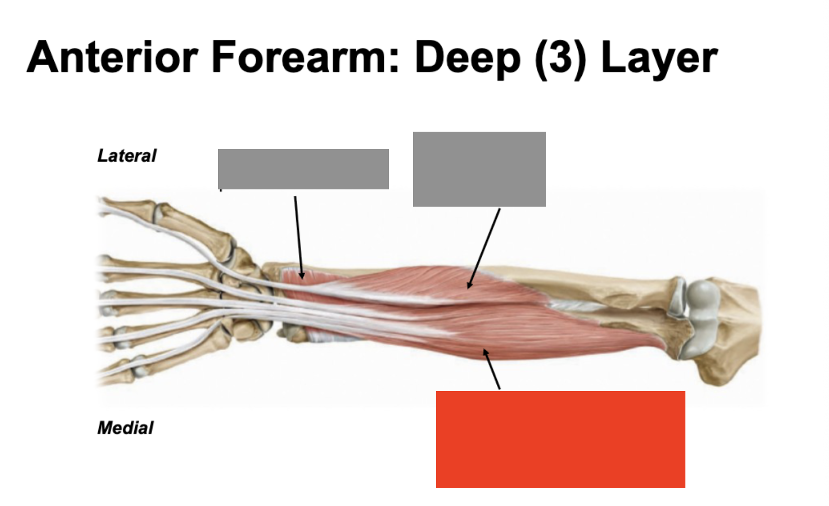 <p>flexes digits 2-5 at distal interphalangeal joint</p>
