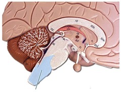 <p>Heart Rate, Involuntary Swallowing, Digestion, Breathing, Sleep</p>