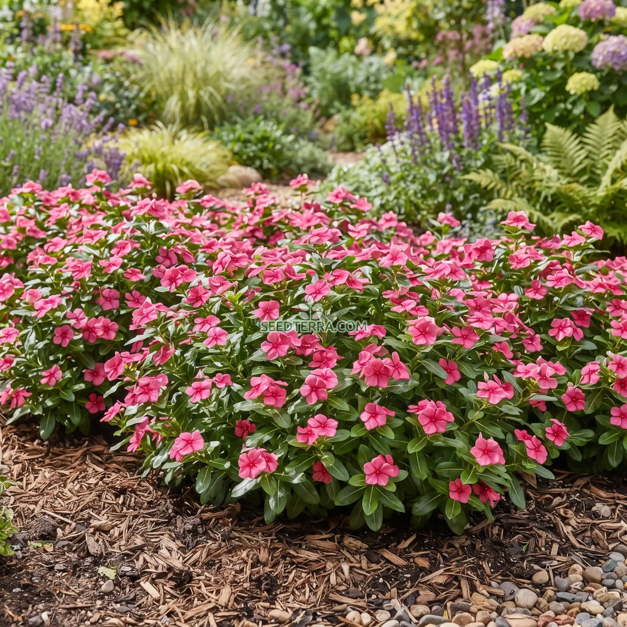 <p>annual vinca or madagascar periwinkle</p>