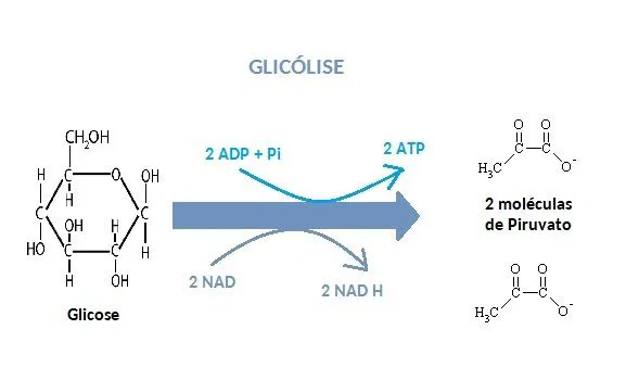 <p><span>A glicose possui 6 carbonos e cada piruvato possui 3 carbonos.</span></p>