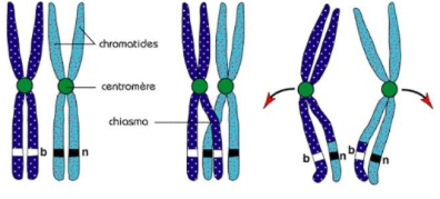 <p>C’est un échange de chromatides non sœurs entre chromosomes homologues lors de la prophase de première division de méiose.</p>