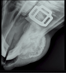 <p>What is the location of this mass in this horse?</p>