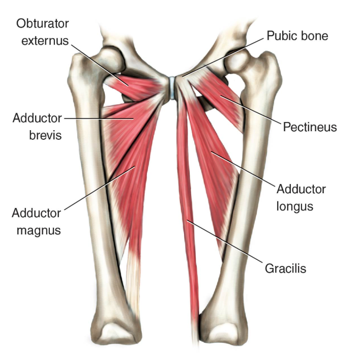 <p>Adductor magnus *</p><p>O: Pubic bone, ischial tuberosity </p><p>I: linea aspera, adductor tubercle</p><p></p><p>Adductor brevis*</p><p>Adductor longus*</p><p>Gracilis</p><p>Pectineus </p><p>Obturator externus</p><p></p>