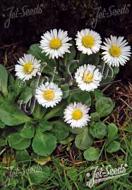 <p>Daisy</p>