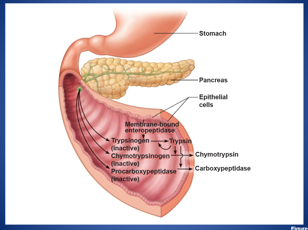 <ul><li><p>LOCATION: small intestine</p></li><li><p>SOURCE: pancreas (as inactive trypsinogen)</p></li><li><p>FUNCTION: digest proteins</p></li></ul><p></p>