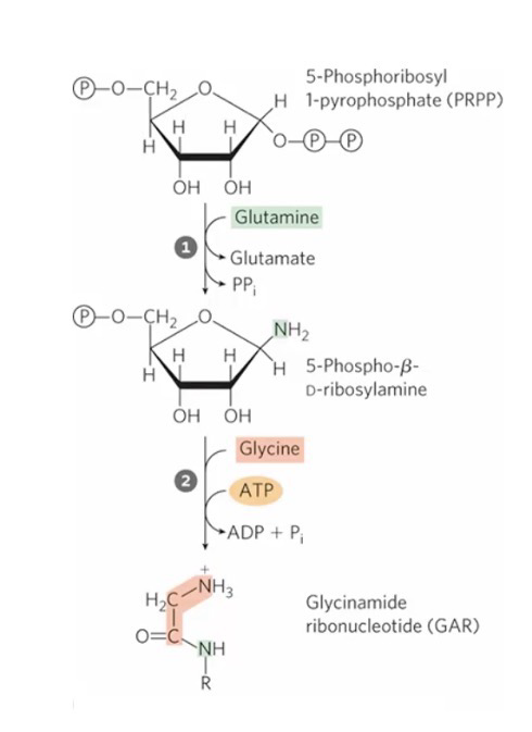 <p>Commitment step</p><p>Gln + PRPP → Glu + PP<sub>i</sub> + 5-Phospho-β-<sub>D</sub>-ribosylamine via <strong>glutamine-PRPP amidotransferase</strong></p><p>In the second step, three atoms are added from glycine (Needs ATP)</p><p>5-Phospho-β-<sub>D</sub>-ribosylamine → Glycinamide ribonucleotide (GAR)</p>