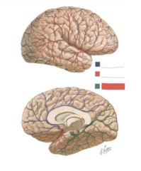 <p>- Occipital lobes</p><p>- Medial and inferior surfaces of the temporal lobes </p><p>- Midbrain, and deep structures like the thalamus</p>