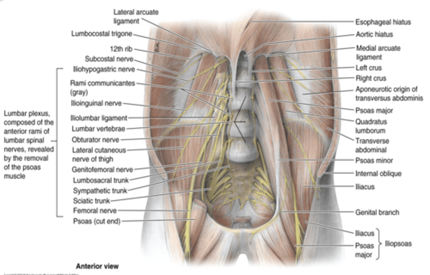 <p>what is the quadratus lumborum muscle innervated by?</p>