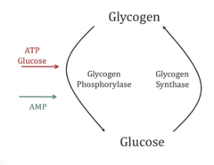 <p>- ATP/Glucose → Inhibit Phosphorylase → Unable to breakdown glycogen → cell favors glucose storage in form of glycogen</p><p>ATP/Glucose signify high energy, no need to breakdown glycogen</p>