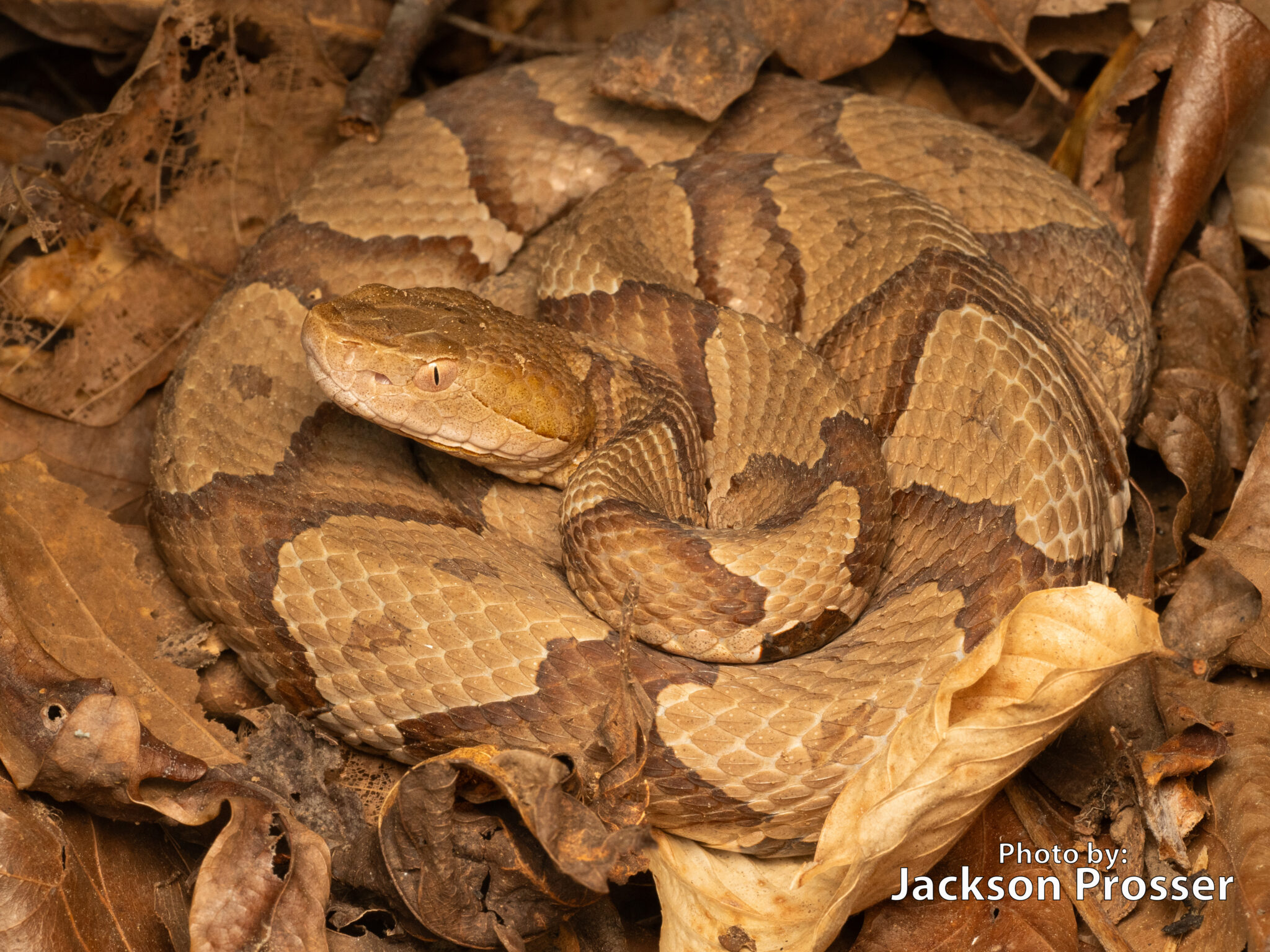 <p>Agkistrodon contortrix</p>