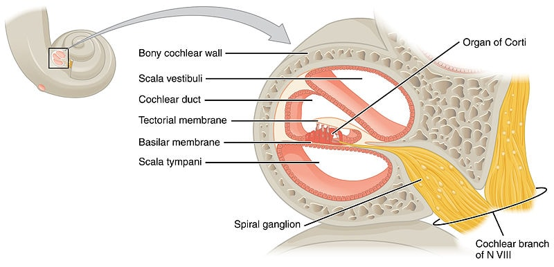 <ol><li><p>upper → scala vestibili (vestibular duct)</p></li><li><p>middle → cochlear duct</p></li><li><p>lower → scala tympani</p></li><li><p>tectorial membrane</p></li><li><p>basilar membrane</p></li><li><p>organ of corti</p></li></ol><p></p><ul><li><p>scala tympani &amp; vestibli filled w perilymph</p></li><li><p>cochlea duct filled w endolymph</p></li></ul><p></p>