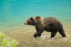 <p>Bear</p>