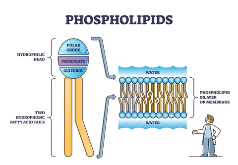 <p>a class of amphipathic lipids that serve as the fundamental structural component of all cell membranes</p>