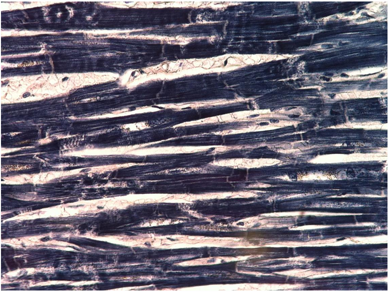 <p>what tissue is this?</p>