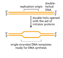 <p>Formation of replication bubble</p>