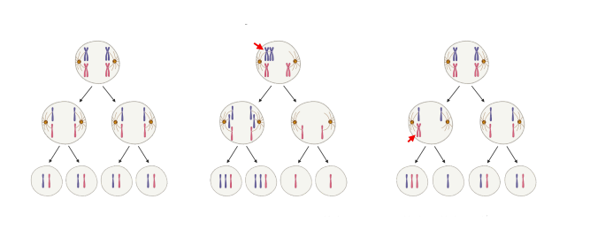 <p><strong>Label a diagram showing the outcomes of chromosome non-disjunction during meiosis</strong>.</p>