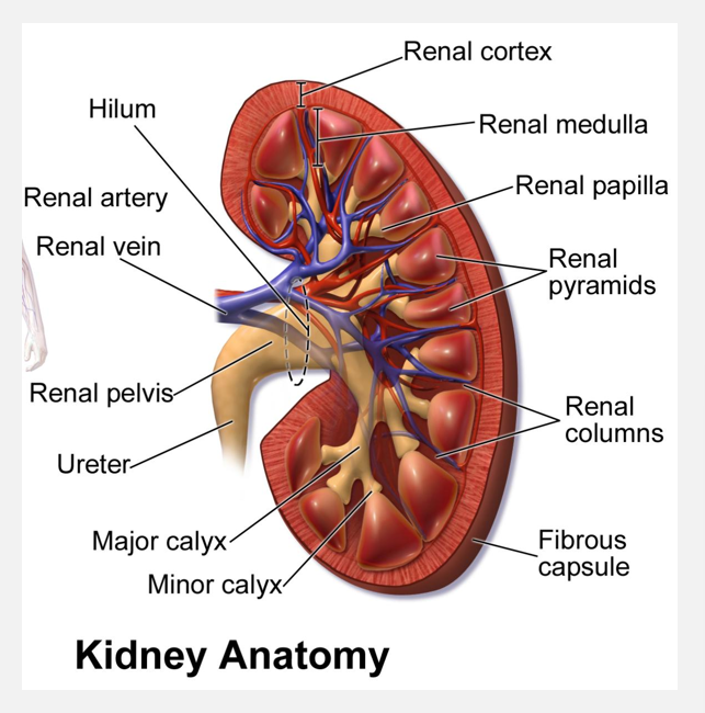 <p>Filtrate, tubular fluid, and urine flow (pt 3)</p>