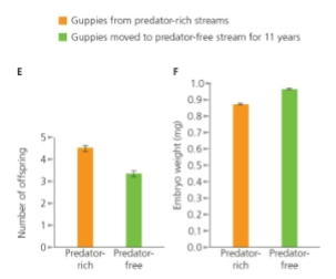 <p>What were the results of the guppy transplant experiment?</p>