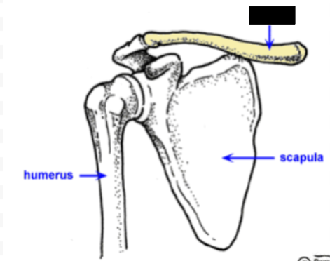 <p>What part of the pelvic girdle is this?</p>