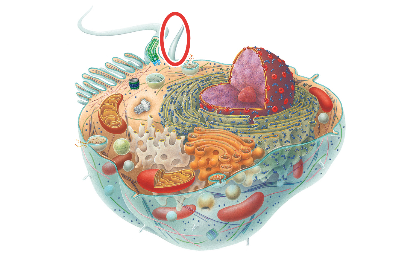 <p>What cell part is circled</p>