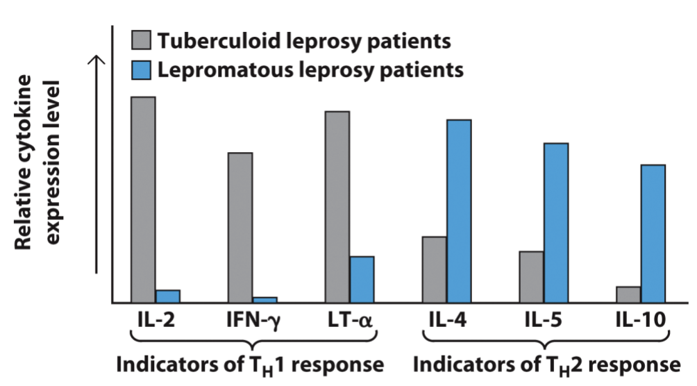 <p>TH1 and _ response/ indicators</p>