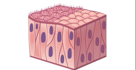 <p>Propels particles forward through cilia or flagella, often found in respiratory passages. </p>