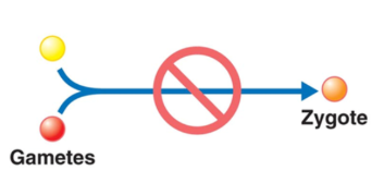 <p>If gametes (egg and sperm) from two species do meet, gametic isolation will ensure they do not fuse to form a zygote (beginnings of offspring)</p><p>These methods vary depending on the species</p><p>Ex. Female fertilization: The sperm of one species may not be able to survive in environment of the female reproductive tract.</p><p>Ex. Plants: Pollen grains of one species will fail to germinate on the stigma of another species.</p><p></p>