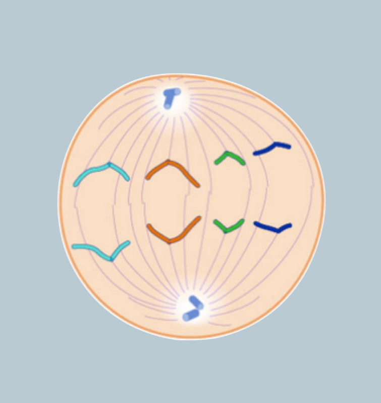 <p>Anaphase</p>