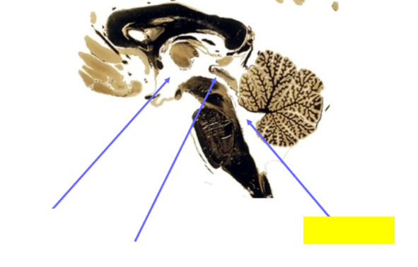 <p>Name the structure</p>
