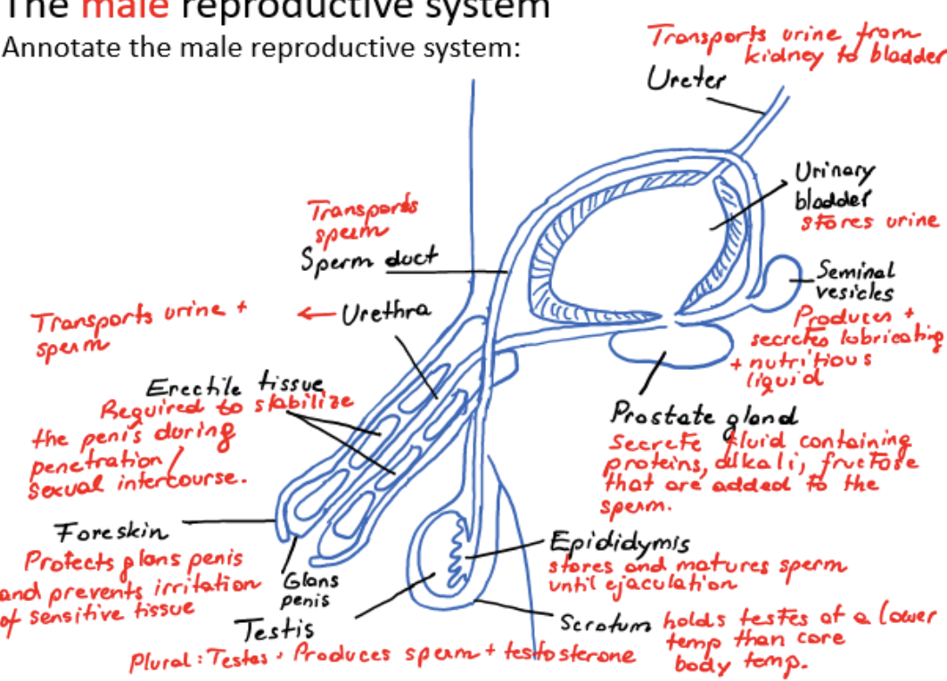 <ul><li><p>ureter</p></li><li><p>urinary bladder</p></li><li><p>scrotum</p></li><li><p>testis (plural testes)</p></li><li><p>epididymis</p></li><li><p>sperm duct</p></li><li><p>seminal vesicles</p></li><li><p>prostate gland</p></li><li><p>urethra</p></li><li><p>erectile tissue</p></li><li><p>foreskin</p></li><li><p>glans penis</p></li></ul><p></p>