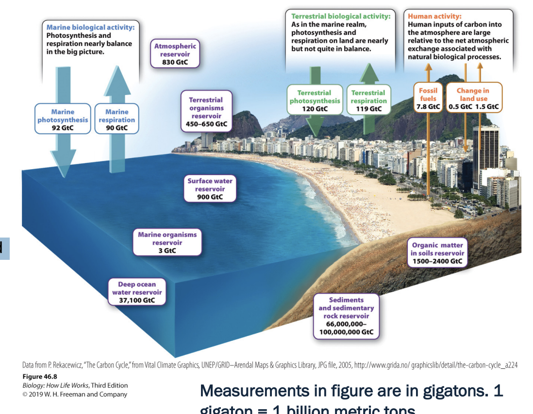 <ul><li><p>HUMANS PRODUCE 9 GIGATONS (1 billion metric tons0 OF CARBON POLLUTION ANNUALLY</p></li><li><p>Photosynthesis and respiration move far more carbon in/out of atmosphere annually than we do</p></li><li><p>However, our flux is largely unidirectional, and photosynthesis and respiration generally offset each other</p><ul><li><p><span style="background-color: inherit; line-height: 19.55px; color: windowtext;">don’t move as much carbon in and out as others -> humans largely unidirectional</span><span style="line-height: 19.55px; color: windowtext;">&nbsp;</span></p></li><li><p><span style="background-color: inherit; line-height: 19.55px; color: windowtext;">Burning fossil fuels in biggest cause</span><span style="line-height: 19.55px; color: windowtext;">&nbsp;</span></p></li></ul></li></ul><p></p>