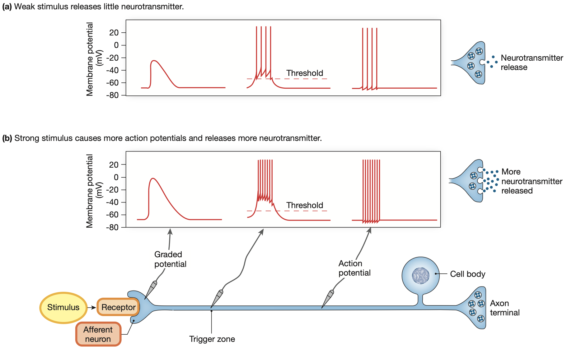 <p>The stronger the stimulus, the more action potentials propagated through a neuron for a longer duration, hence the more neurotransmitters released over a period of time.</p><ul><li><p>Coding action potentials: transforming <strong>mechanical stimulus</strong> of the cell membrane into an <strong>electrical stimulus</strong>.</p></li></ul><p></p>
