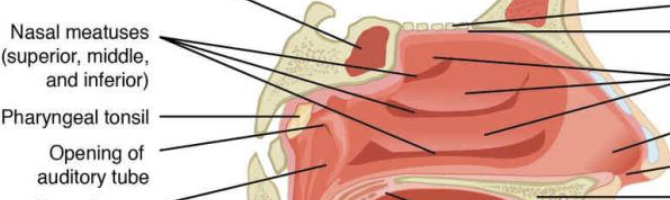 <p>conserve water and prevent dehydration of the nasal epithelium by trapping water during</p><p>exhalation.</p>