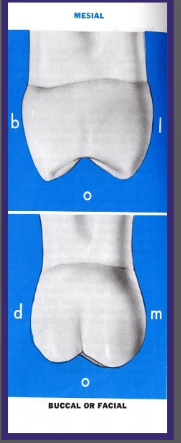 <p>Crown is shorter, buccopalatal measurement is about the same</p><p>Roots are closer together</p>