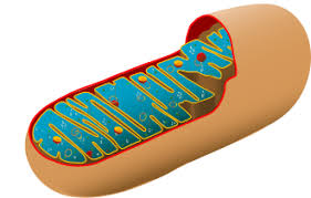 <p>What are the structures(that you are most likely to forget) inside of mitochondria called? </p>