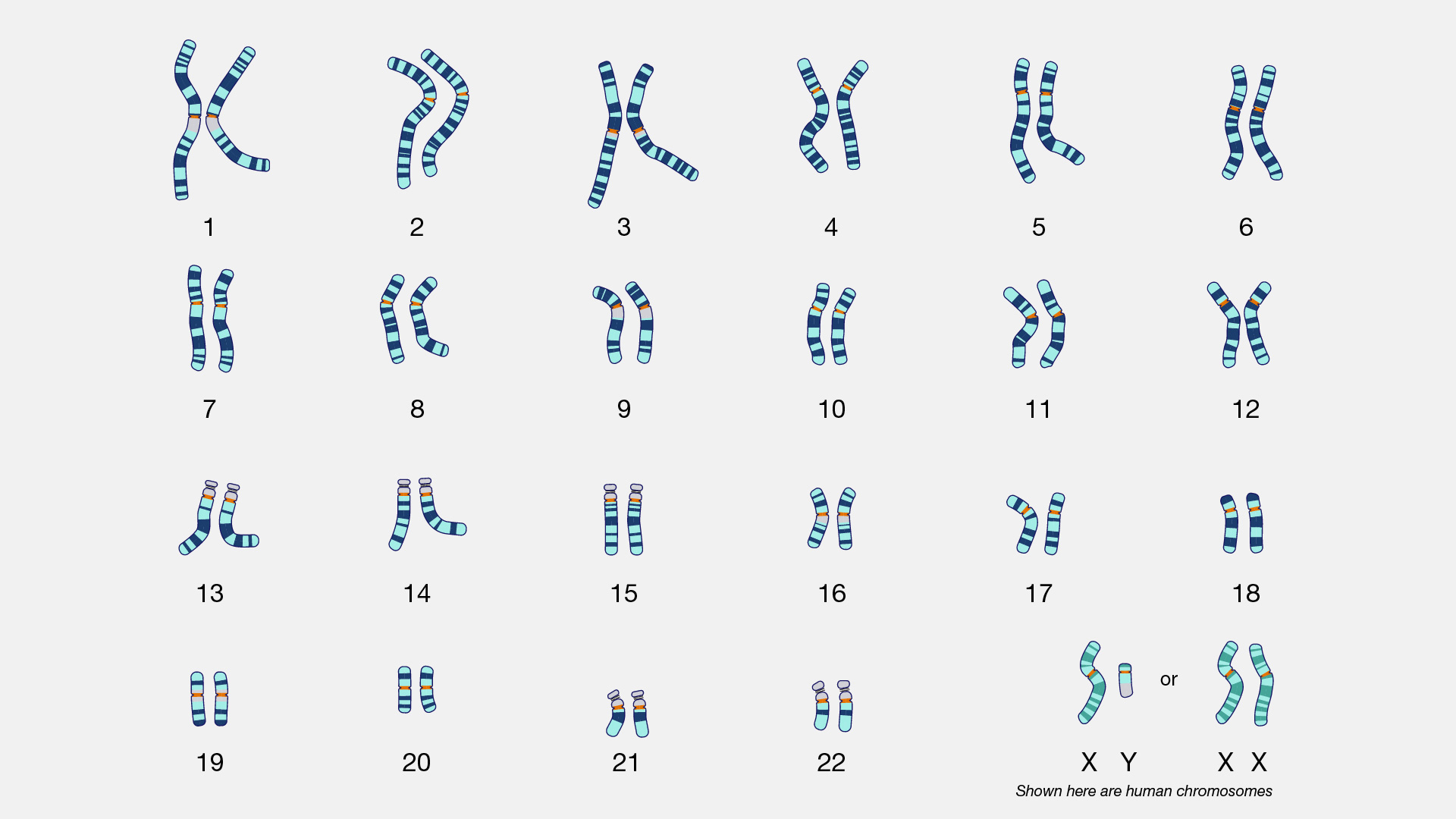 <p>images of metaphase chromosomes organized according to size</p>