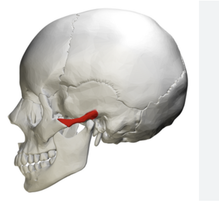 <p>Disabled or part of the zygomatic arch</p>