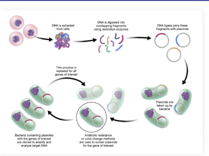 <p> (eukaryotic gene product cloned using prokaryotic cells)<br></p>