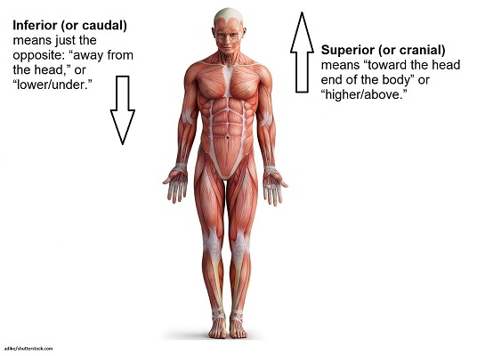 <p>Below or pointing down. Lower down, toward the feet. Opposite of superior. </p>