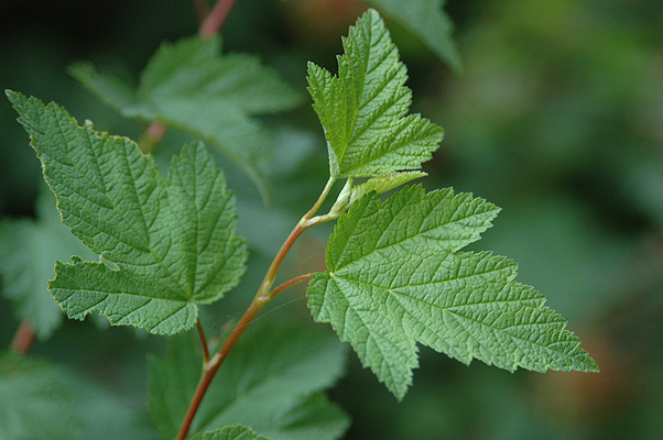 <p>Arching, a common name derived from this appearance, is often said to have nine layers of peeling bark</p>