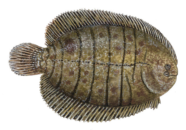 <p>Right-eyed, crossbands and blotches, fins not confluent with rounded tail</p>